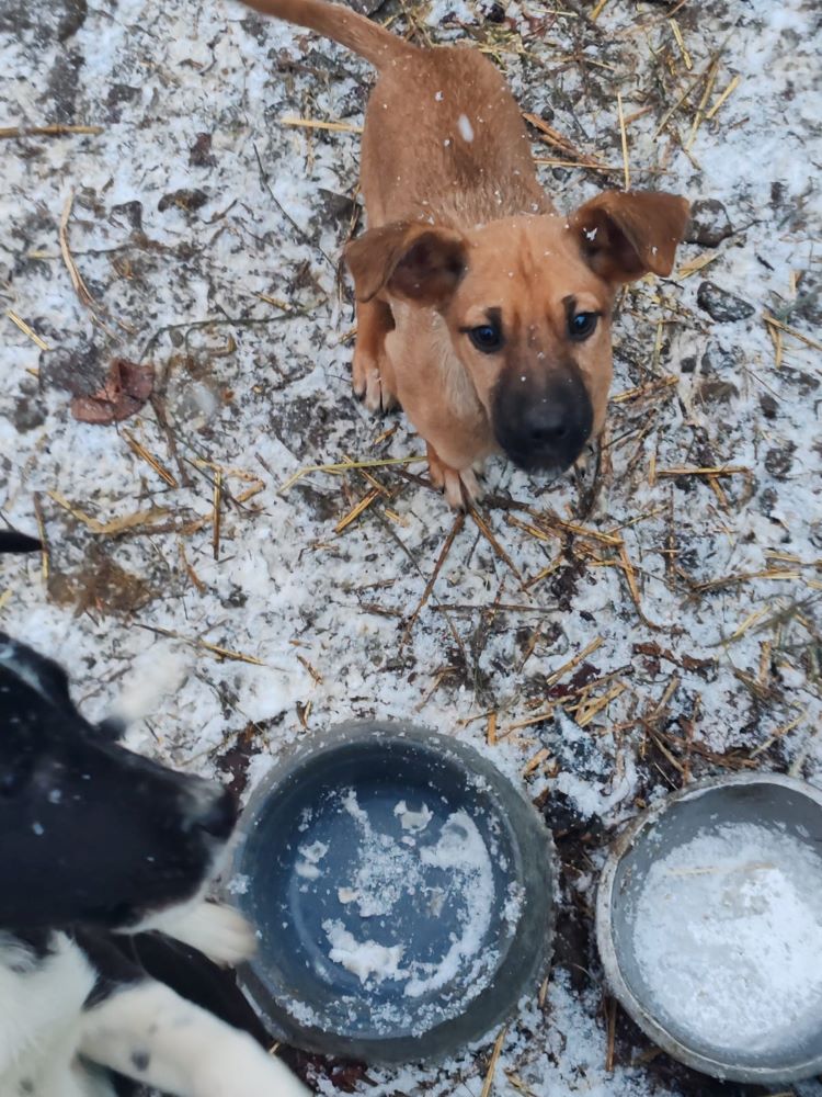 NOUKY (ex DAPHNÉE) - Chiot femelle croisée de taille moyenne à l'âge adulte - Née environ en Octobre 2023 - Refuge de Monica - Adoptée par Gwennaelle en Belgique.  42331312