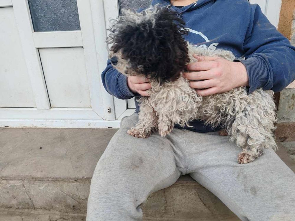 TESSA (ex CLOVER) - Femelle croisée Bichon Havanais de petite taille 5 kg - Née environ en 2021 - Refuge de Monica - Adoptée par Béatrice en France (département 94) 42345424