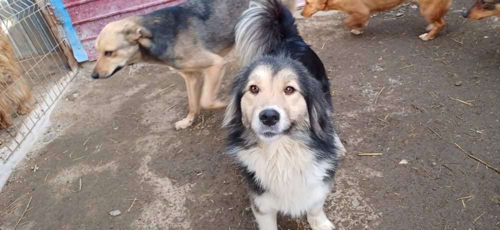 HOPE - Femelle croisée de taille petite à moyenne - Née environ en 2020 - Refuge de Oana - Adoptée au Royaume-Uni 42458911