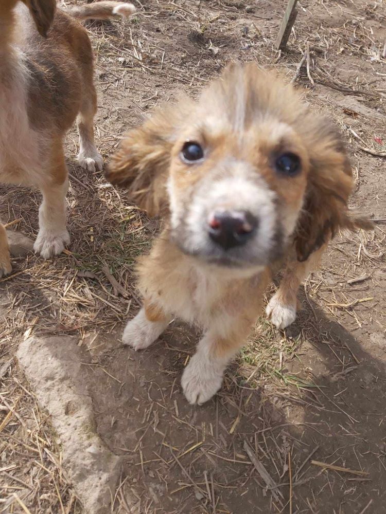 MAHO (MAÏTAÏ) - Chiot mâle croisé de taille moyenne à l'âge adulte - Né environ en Novembre 2023 - Refuge de Monica - Adopté par Laetitia en France (département 28) 42621610