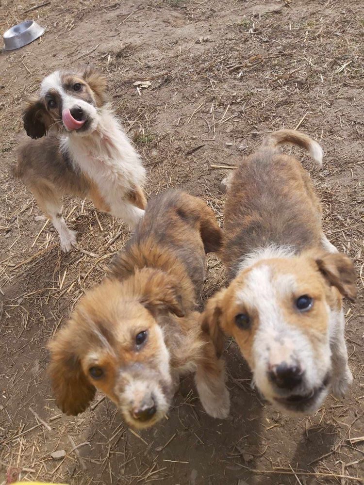 PATTI (ex MARGARITA) - Chiot femelle croisée de taille moyenne à l'âge adulte - Née environ en Novembre 2023 - Refuge de Monica - Adoptée par Héloïse en France (département 33) 42622111