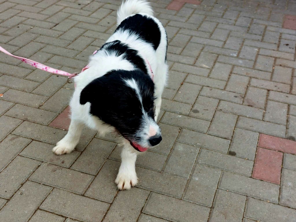 PETE - Chiot mâle croisé de taille moyenne à l'âge adulte - Né environ en Août 2023 - Adopté en Angleterre 42632110