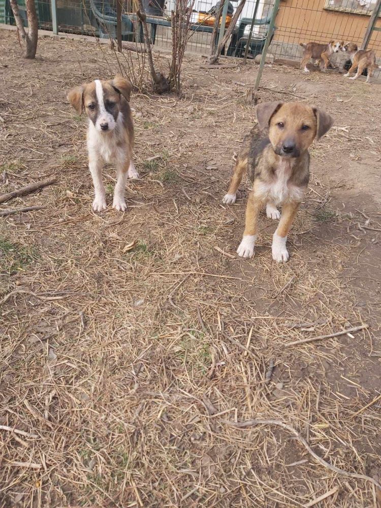 MINA (MIMOSA) - Chiot femelle croisée de taille moyenne à l'âge adulte - Née environ en Novembre 2023 - Refuge de Monica - Adoptée par Cécile en Belgique  42641013