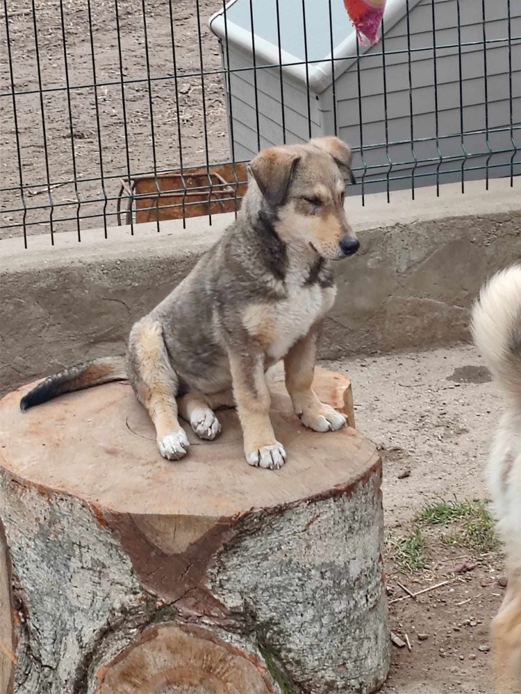 JOY (ex ALIX - SANGRIA) - Chiot femelle croisée de taille petite à moyenne à l'âge adulte - Née environ en Mai 2023 - Refuge de Monica - Adoptée par David en Belgique  42711713