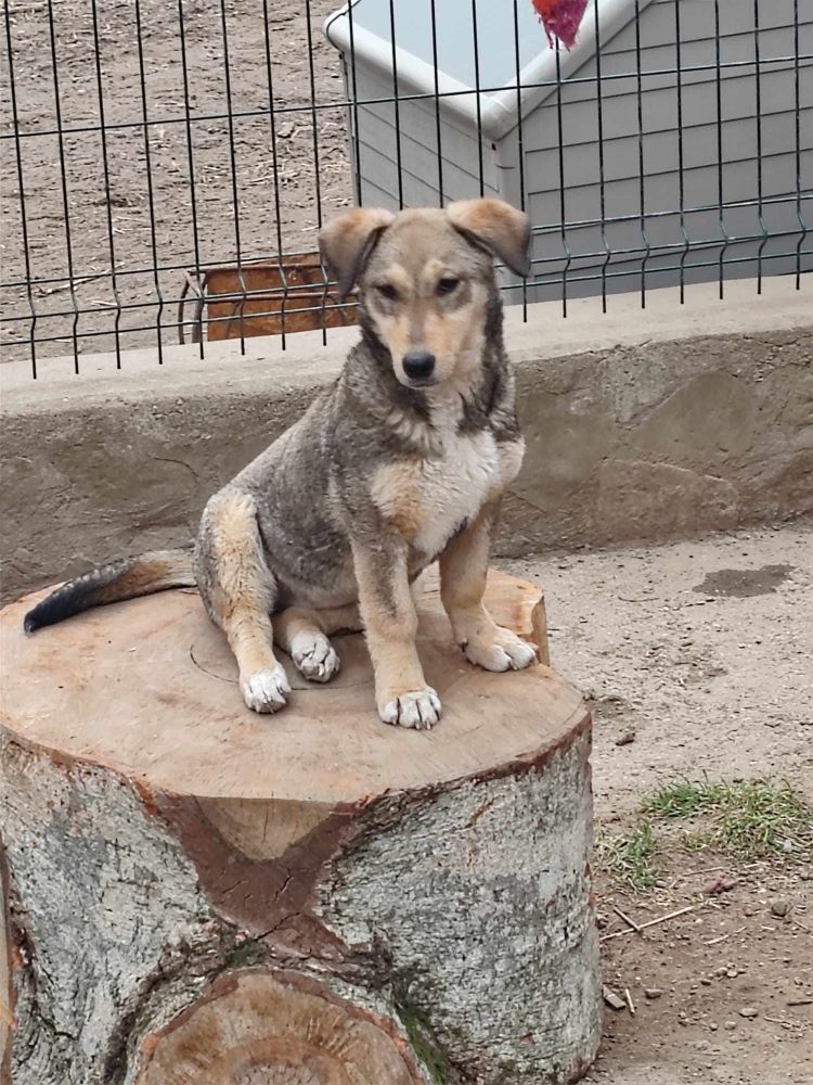 JOY (ex ALIX - SANGRIA) - Chiot femelle croisée de taille petite à moyenne à l'âge adulte - Née environ en Mai 2023 - Refuge de Monica - Adoptée par David en Belgique  42784410