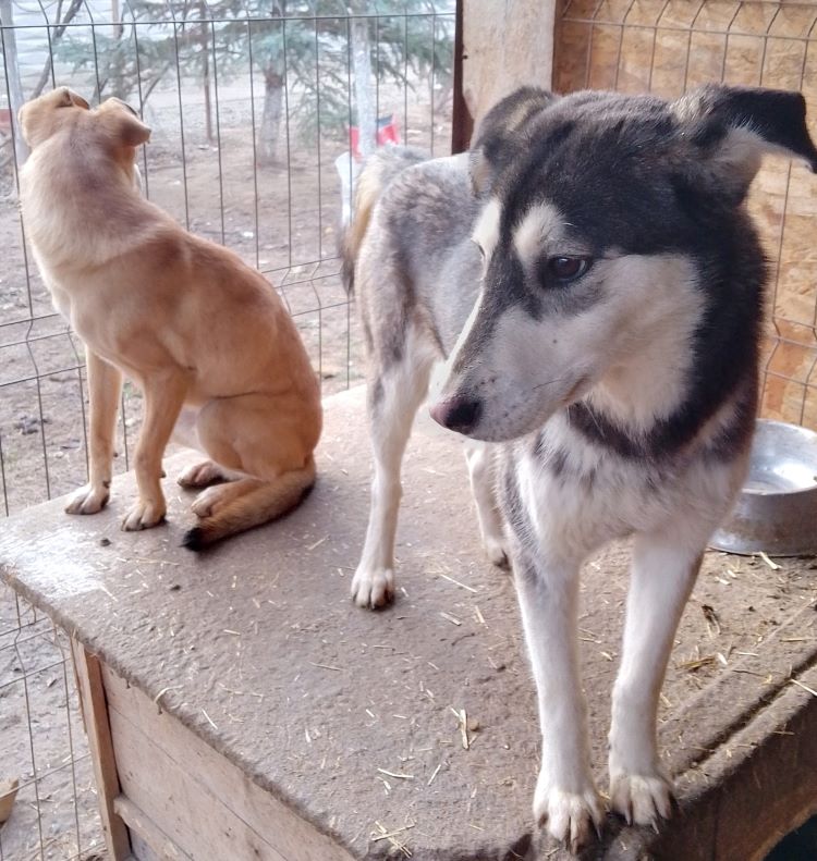 ANOUK - Femelle croisée Husky de taille moyenne - Née environ en 2022 - Refuge de Luminita 42802712