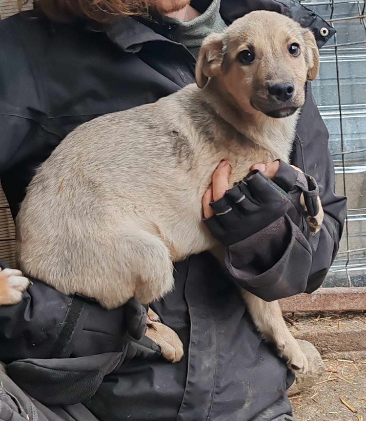 ORVAL - Chiot mâle croisé de taille moyenne à l'âge adulte - Né environ en Novembre 2023 - Refuge de Monica 42810211