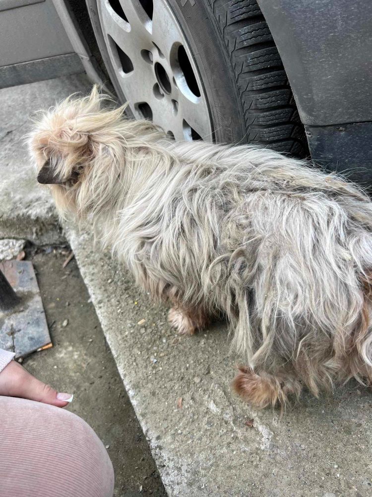 CAJOLINE - Femelle croisée Bichon de petite taille - Née environ en 2017 - Refuge de Monica - Adoptée par Martine en France ( département 02 ) 42813712