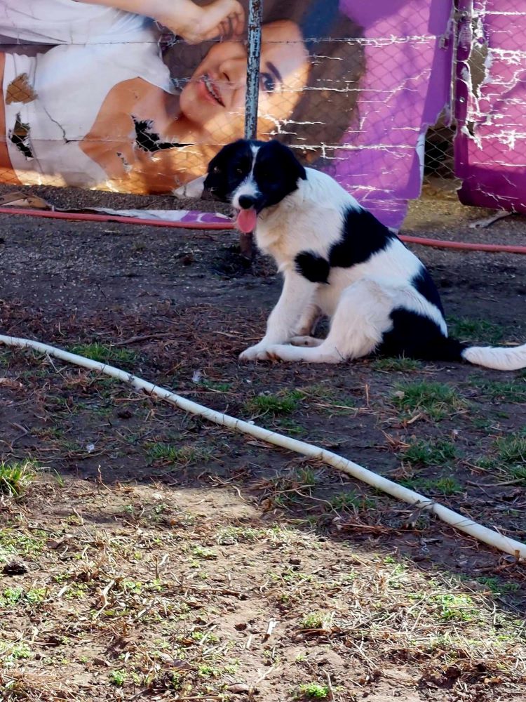 PETE - Chiot mâle croisé de taille moyenne à l'âge adulte - Né environ en Août 2023 - Adopté en Angleterre 42906610