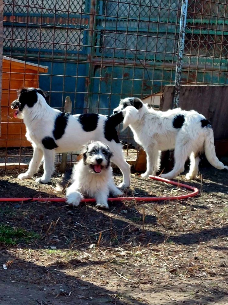 PATTY - Chiot femelle croisée de taille moyenne à l'âge adulte - Née environ en Août 2023 - Adoptée en Angleterre 42910512