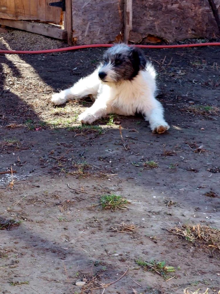 PEPO - Chiot mâle croisé de taille moyenne à l'âge adulte - Né environ en Août 2023 - Adopté en Angleterre 42912210