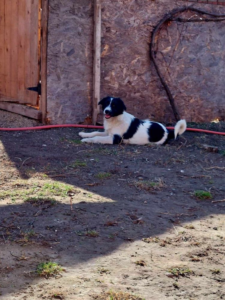 PETE - Chiot mâle croisé de taille moyenne à l'âge adulte - Né environ en Août 2023 - Adopté en Angleterre 42912310