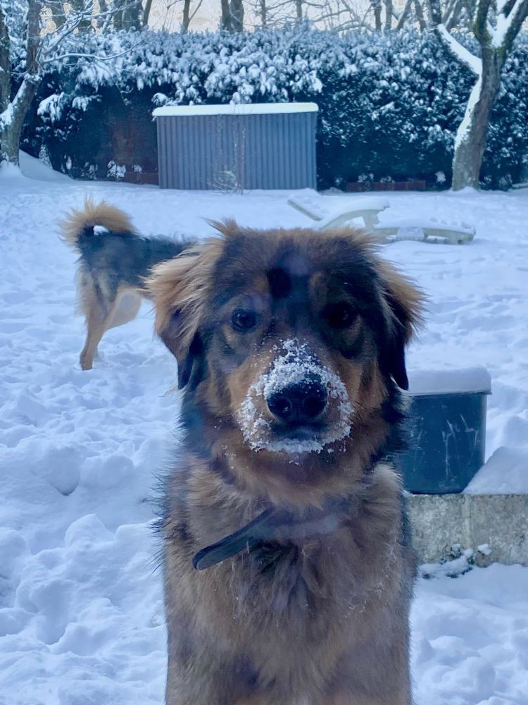 MUFFIN - Chiot mâle croisé de taille moyenne à l'âge adulte - Né environ en Septembre 2022 - Adopté par Malika en Belgique  42932610