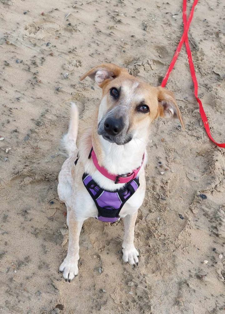 SOPHIE (Blanche) - Chiot femelle croisée de taille moyenne à l'âge adulte - Née environ en Mars 2023 - Refuge de Maya - Adoptée par Isabelle en Belgique  42933210