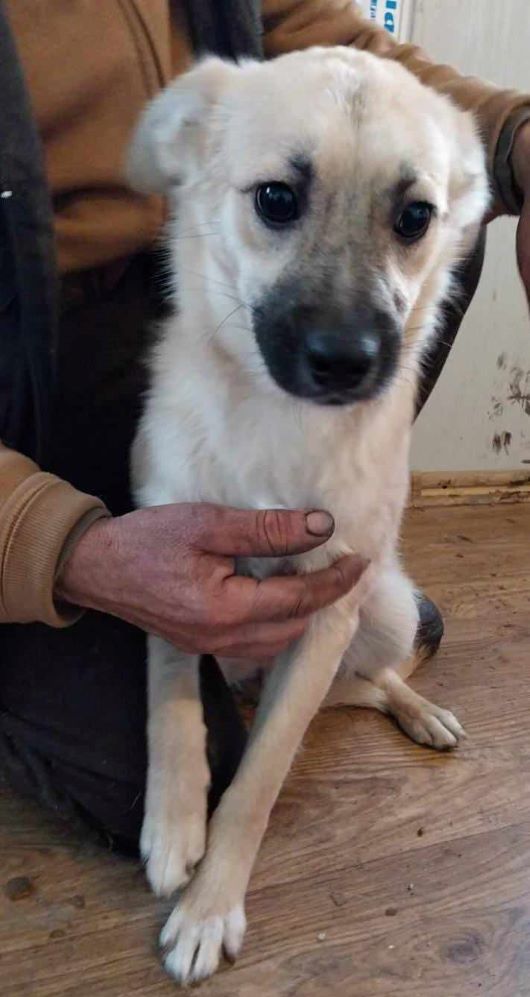 ROCKY (ROCCO) - Chiot mâle croisé de petite taille à l'âge adulte - Né environ en Août 2023 - Refuge de Ozana - Adopté par Myriam en France(département 27) 42993310