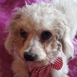 SNOOPY - Chiot mâle croisé Bichon de petite taille à l'âge adulte - Né environ en Mai 2023 - Refuge de Ozana 43087010