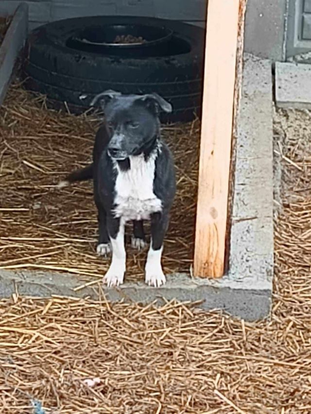 TONY - Mâle croisé de petite taille (9 kg) - Né environ en 2022 - Refuge de Ozana 43100412