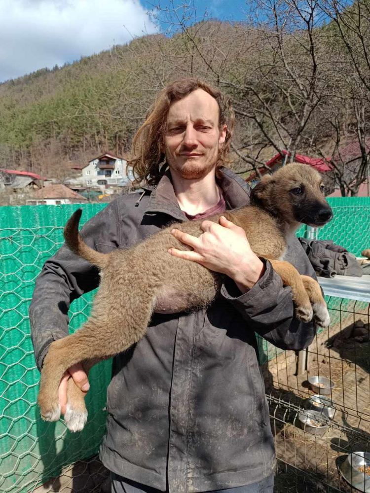 NALA - Chiot femelle croisée de taille moyenne à l'âge adulte - Née environ en Décembre 2023 - Refuge de Monica- Prise en charge par une autre association  43128310