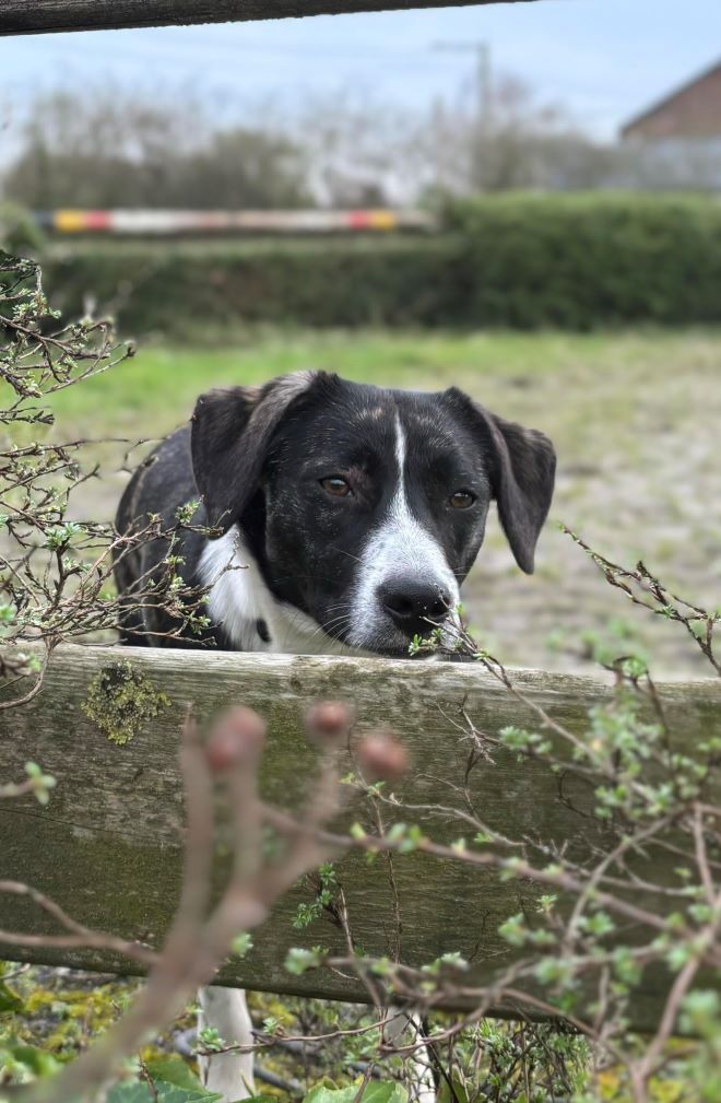 Paula - PAULA - Chiot femelle croisée de taille petite à moyenne à l'âge adulte - Née environ en Juin 2023 - Refuge de Monica - En famille d'accueil chez Anaïs en Belgique 43132111