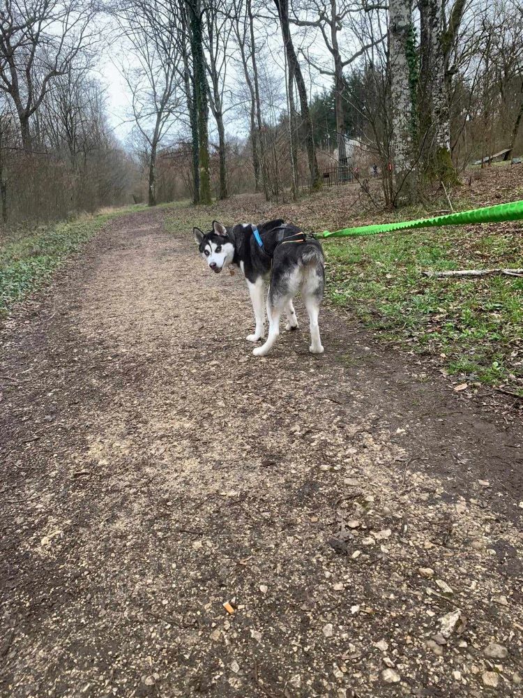 CLOE (ex BRESCIA) - Femelle Husky de taille moyenne - Née environ en 2022 - Refuge de Monica - Adoptée par Noémie en France (département 21) 43172810