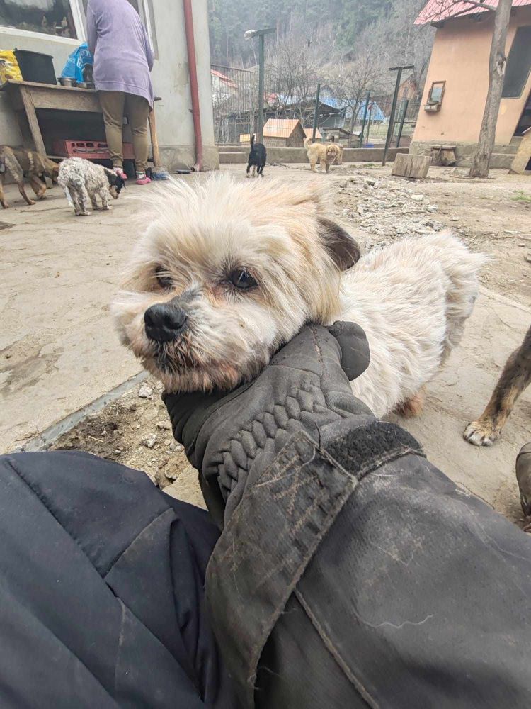 CAJOLINE - Femelle croisée Bichon de petite taille - Née environ en 2017 - Refuge de Monica - Adoptée par Martine en France ( département 02 ) 43175510