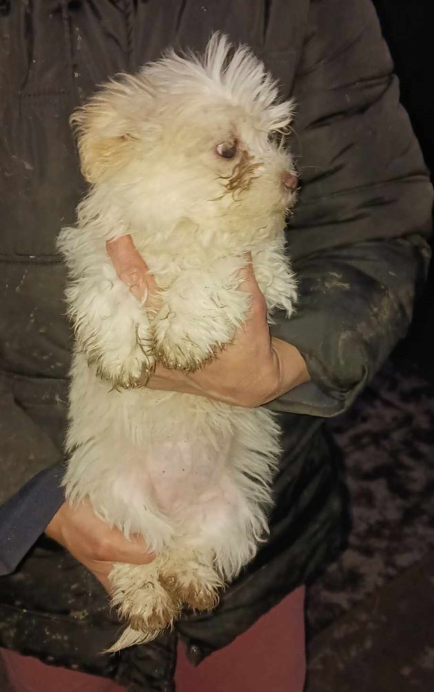 LADY - Chiot femelle croisée Bichon de petite taille à l'âge adulte - Née environ en Décembre 2023 - Refuge d'Aurelia - Adoptée par Danielle et Olivier en France (département 73) 43181012