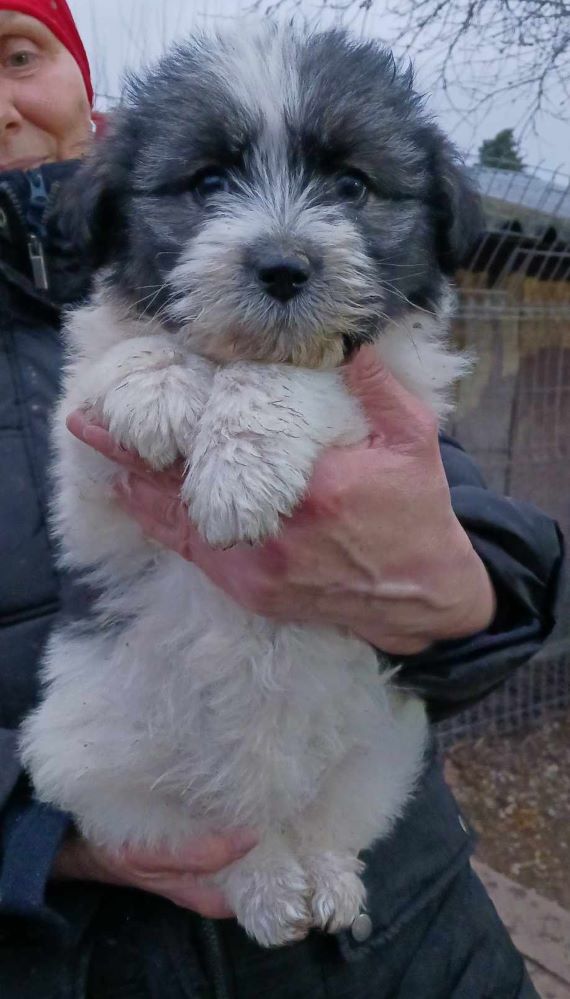 LOLA (ex HEIDI) - Chiot femelle croisée de taille petite à moyenne à l'âge adulte - Née environ en Décembre 2023 - Refuge d'Aurelia - Adoptée par Liz en France (département 84) 43184911