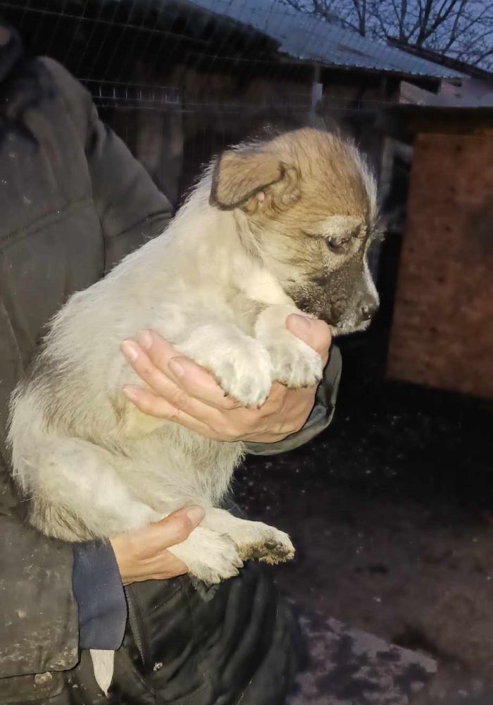 MIAA - Chiot femelle croisée de taille petite à moyenne à l'âge adulte - Née environ en Décembre 2023 - Refuge d'Aurelia - Adoptée par Martine en France (département 56) 43186112