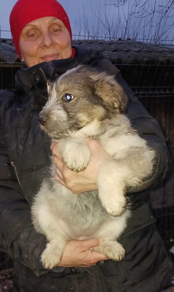 FOXY - Chiot femelle croisée de taille petite à moyenne à l'âge adulte - Née environ en Décembre 2023 - Refuge d'Aurelia- Adoptée par Morgane en Belgique  43207010