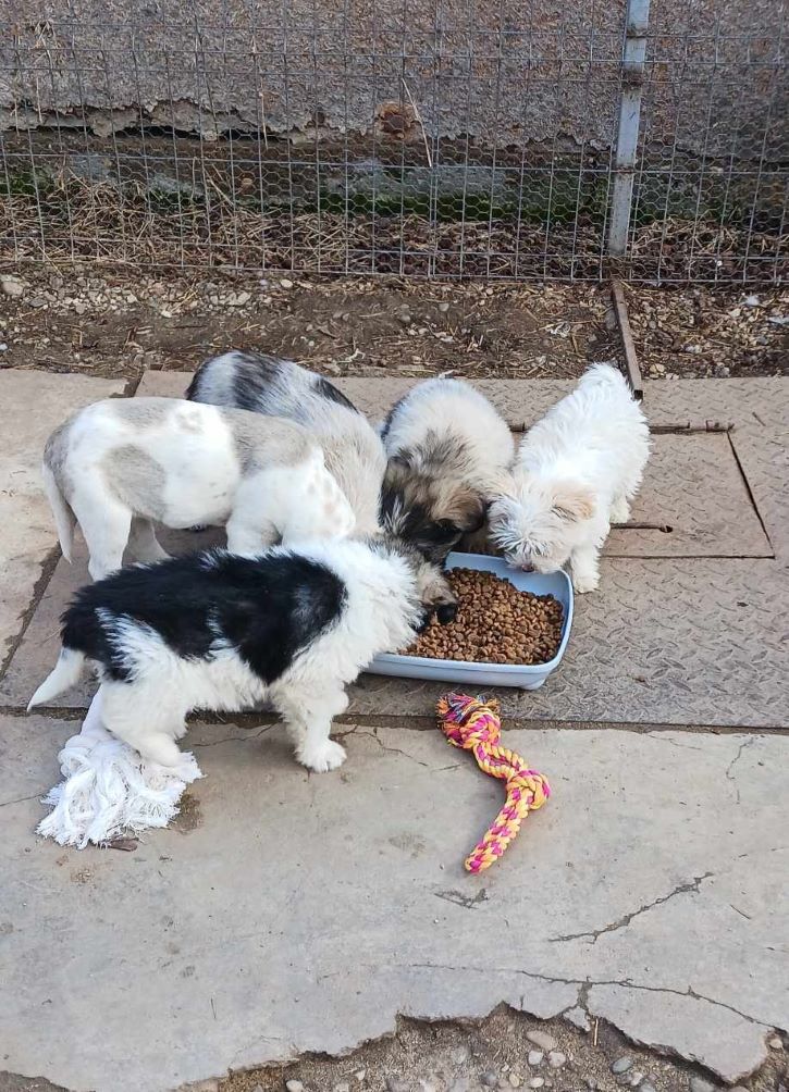 LADY - Chiot femelle croisée Bichon de petite taille à l'âge adulte - Née environ en Décembre 2023 - Refuge d'Aurelia - Adoptée par Danielle et Olivier en France (département 73) 43230515