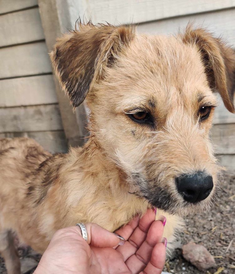 GONZO - Chiot mâle croisé de taille moyenne à l'âge adulte - Né environ en Août 2023 - Refuge de Ozana 43268610