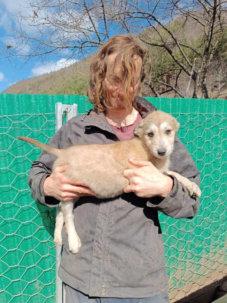 PLUME (ex ZIRA) - Chiot femelle croisée de taille moyenne à l'âge adulte - Née environ en Décembre 2023 - Refuge de Monica - Adoptée par Céline en Belgique  43269712