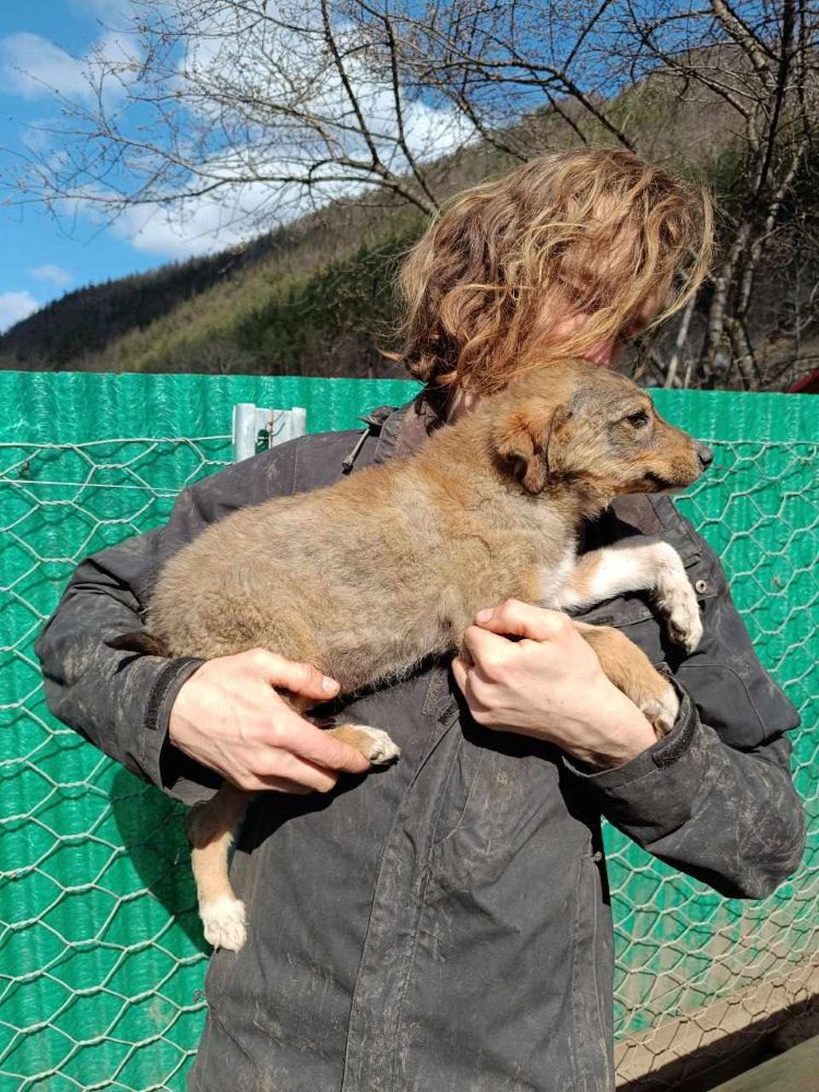 KOVU - Chiot mâle croisé de taille moyenne à l'âge adulte - Né environ en Décembre 2023 - Refuge de Monica 43275014