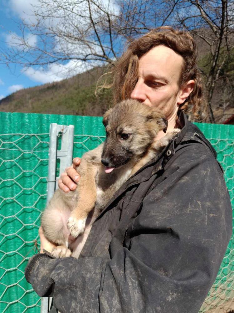 SIMBA - Chiot mâle croisé de taille moyenne à l'âge adulte - Né environ en Décembre 2023 - Refuge de Monica 43275911