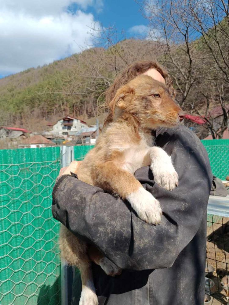 KIARA - Chiot femelle croisée de taille moyenne à l'âge adulte - Née environ en Décembre 2023 - Refuge de Monica- Prise en charge par une autre association  43280010