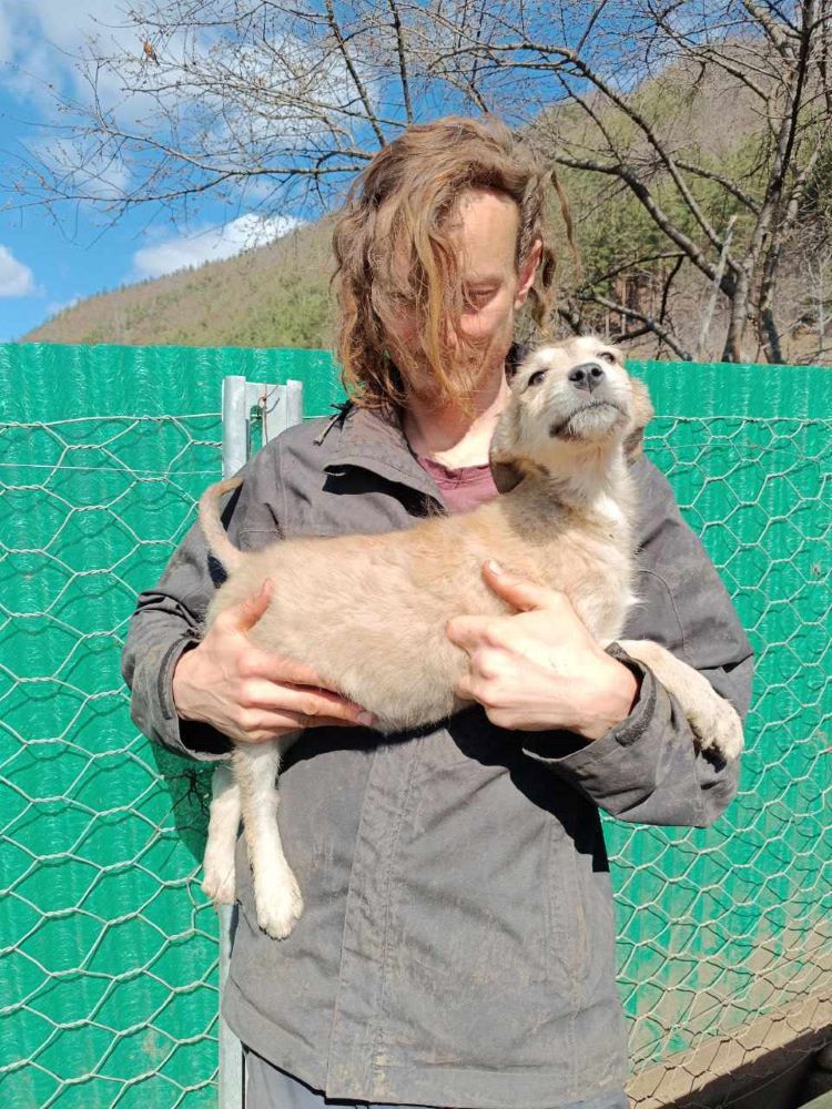 PLUME (ex ZIRA) - Chiot femelle croisée de taille moyenne à l'âge adulte - Née environ en Décembre 2023 - Refuge de Monica - Adoptée par Céline en Belgique  43291311