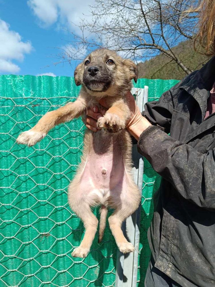 SIMBA - Chiot mâle croisé de taille moyenne à l'âge adulte - Né environ en Décembre 2023 - Refuge de Monica 43292210