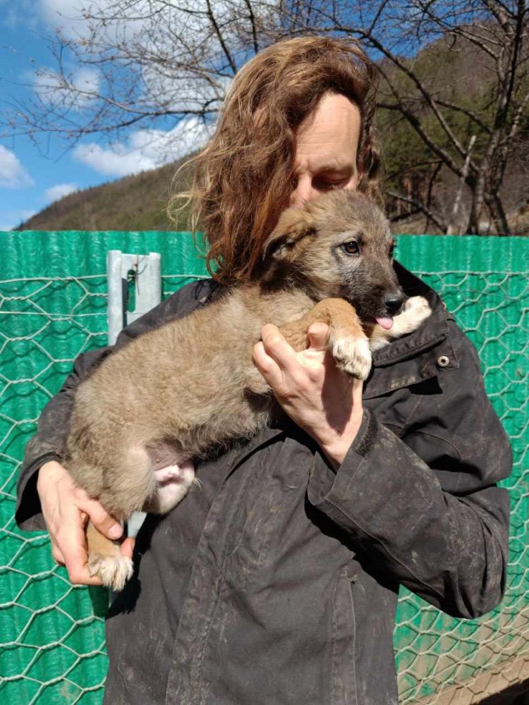 SIMBA - Chiot mâle croisé de taille moyenne à l'âge adulte - Né environ en Décembre 2023 - Refuge de Monica 43296112