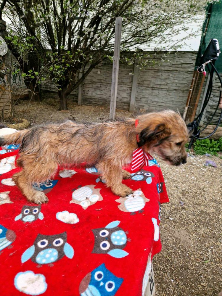 BEATRICE - Chiot femelle croisée de taille petite à moyenne à l'âge adulte - Née environ en Octobre 2023 - Refuge de Ozana - En famille d'accueil chez Virginie en Belgique (Province du Hainaut) 43298810