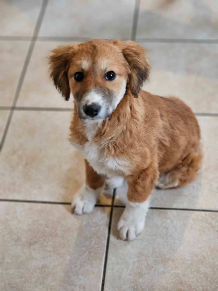 MAHO (MAÏTAÏ) - Chiot mâle croisé de taille moyenne à l'âge adulte - Né environ en Novembre 2023 - Refuge de Monica - Adopté par Laetitia en France (département 28) 43343111