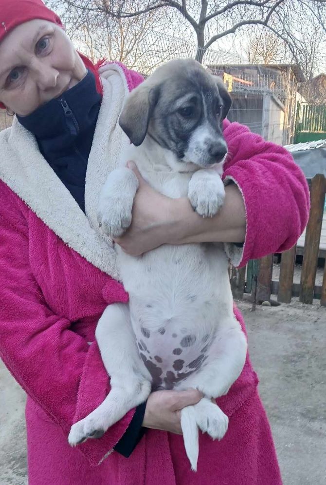 LEXY (ex FARAH) - Chiot femelle croisée de taille petite à moyenne à l'âge adulte - Née environ en Décembre 2023 - Refuge d'Aurelia - Adoptée par Michelle en France (département 45) 43345013