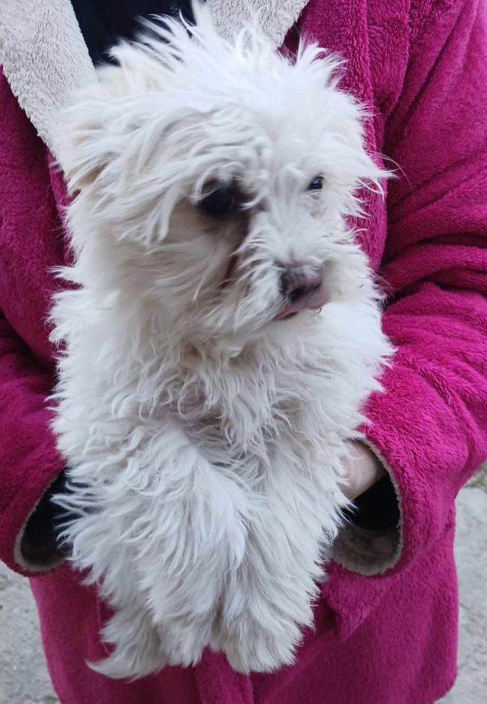 LADY - Chiot femelle croisée Bichon de petite taille à l'âge adulte - Née environ en Décembre 2023 - Refuge d'Aurelia - Adoptée par Danielle et Olivier en France (département 73) 43350910