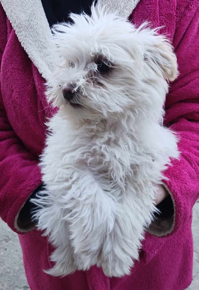 LADY - Chiot femelle croisée Bichon de petite taille à l'âge adulte - Née environ en Décembre 2023 - Refuge d'Aurelia - Adoptée par Danielle et Olivier en France (département 73) 43358910