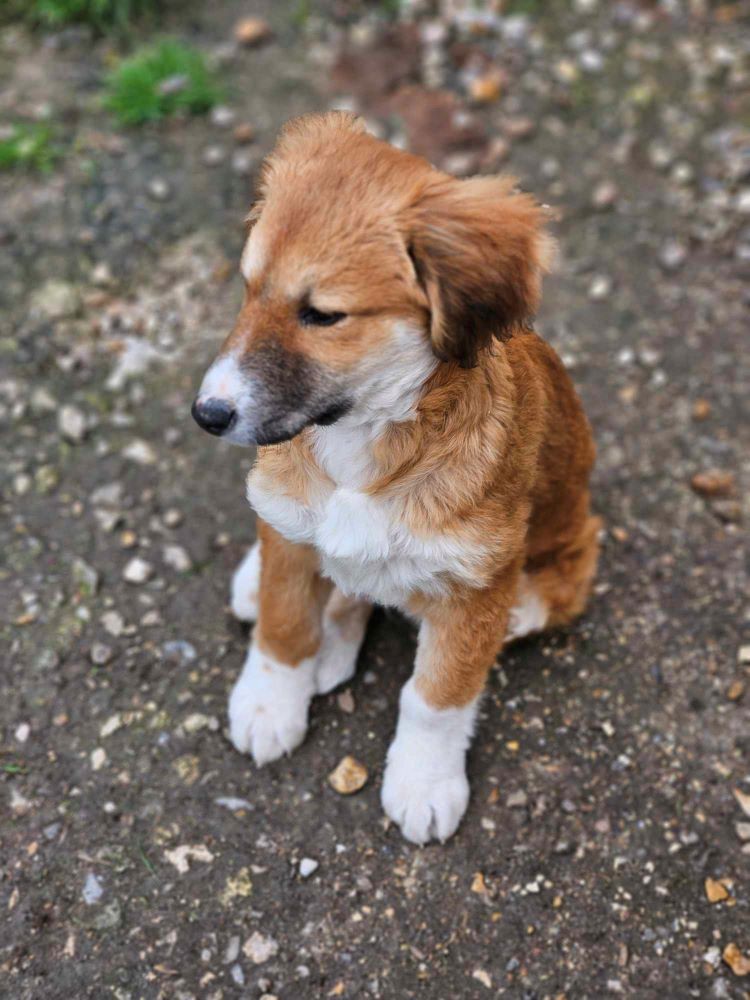 MAHO (MAÏTAÏ) - Chiot mâle croisé de taille moyenne à l'âge adulte - Né environ en Novembre 2023 - Refuge de Monica - Adopté par Laetitia en France (département 28) 43396912