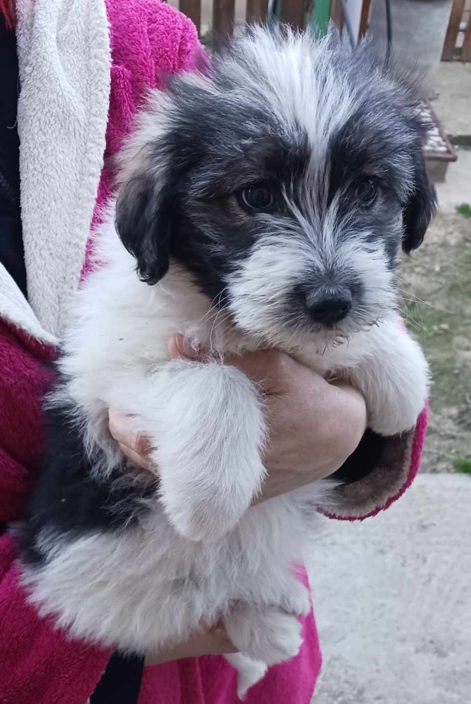 LOLA (ex HEIDI) - Chiot femelle croisée de taille petite à moyenne à l'âge adulte - Née environ en Décembre 2023 - Refuge d'Aurelia - Adoptée par Liz en France (département 84) 43399310