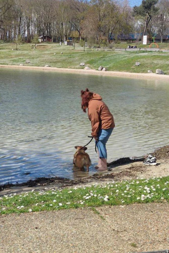 DWIGHT (ex ASHTON) - Mâle croisé de petite taille (8 kg) - Né environ en 2023 - Refuge de Ozana - Adopté par Léonie en France (département 76) 43399312