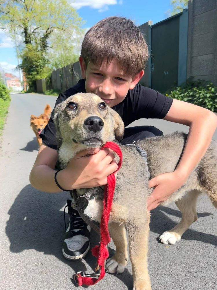 JOY (ex ALIX - SANGRIA) - Chiot femelle croisée de taille petite à moyenne à l'âge adulte - Née environ en Mai 2023 - Refuge de Monica - Adoptée par David en Belgique  43405713