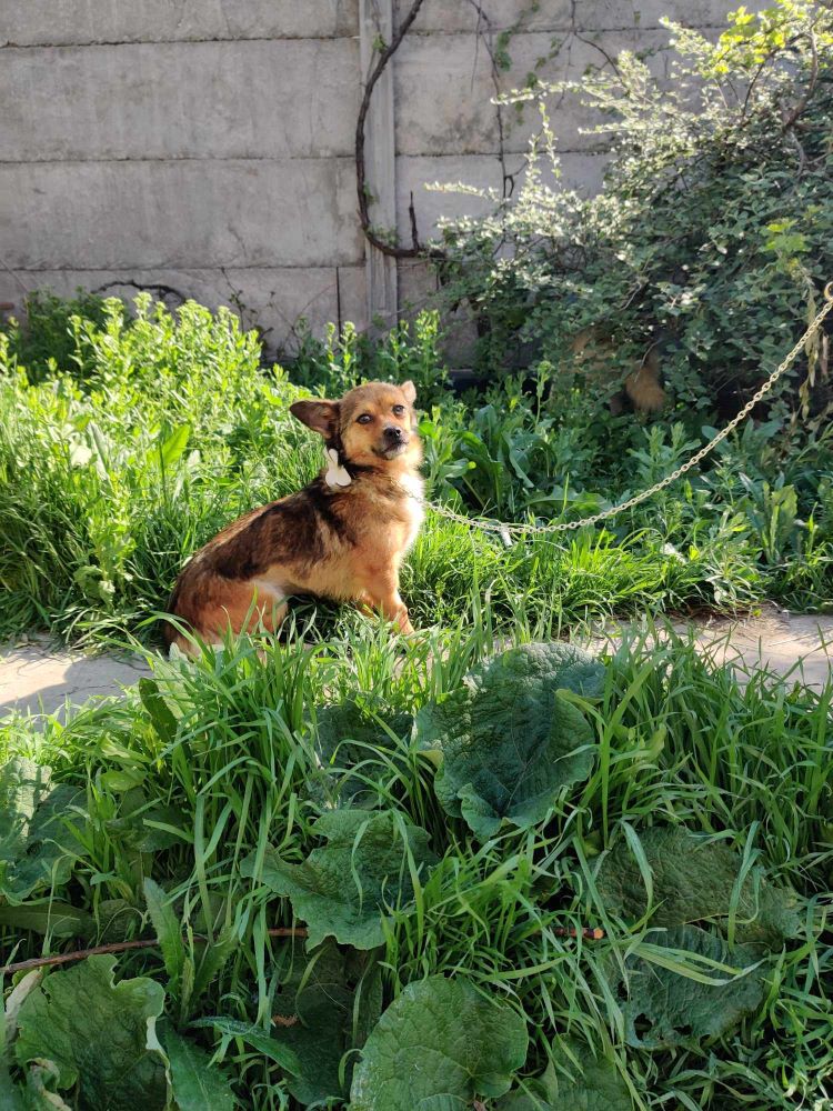 QUEENIE - Femelle croisée de petite taille (+/-5 kg) - Née environ en 2022- Refuge de Ozana - En famille d'accueil en France chez Nelly (département 28) 43480910