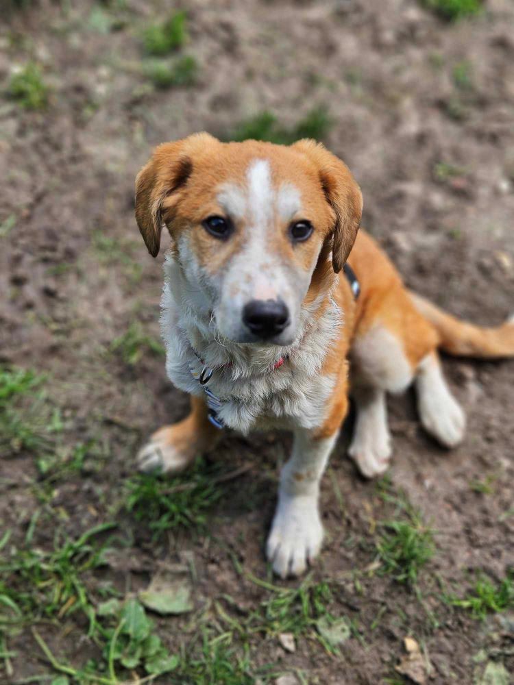 BAHO (ex MARTINI) - Chiot mâle croisé de taille moyenne à l'âge adulte - Né environ en Novembre 2023 - Refuge de Monica - Adopté par Barbara en France (dpt 28) 43483710