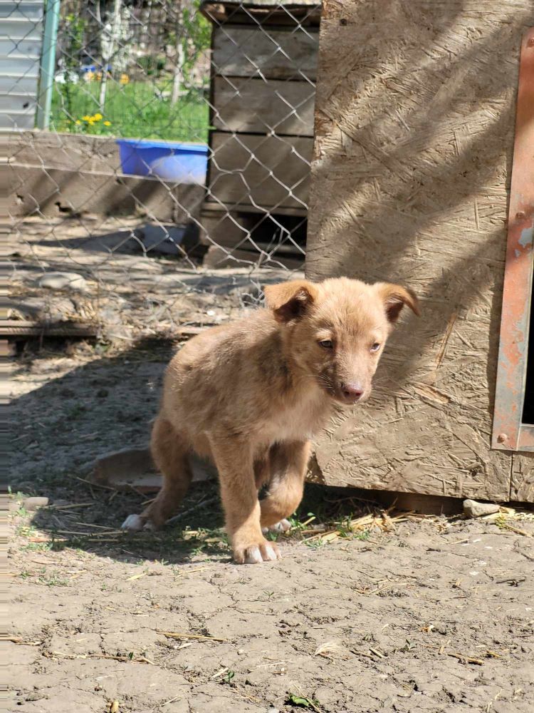 GUACAMOLE - Chiot mâle croisé de taille moyenne à l'âge adulte - Né environ en Février 2024 - Refuge de Monica 43485413